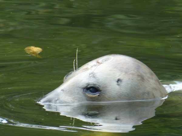 Foca Seal